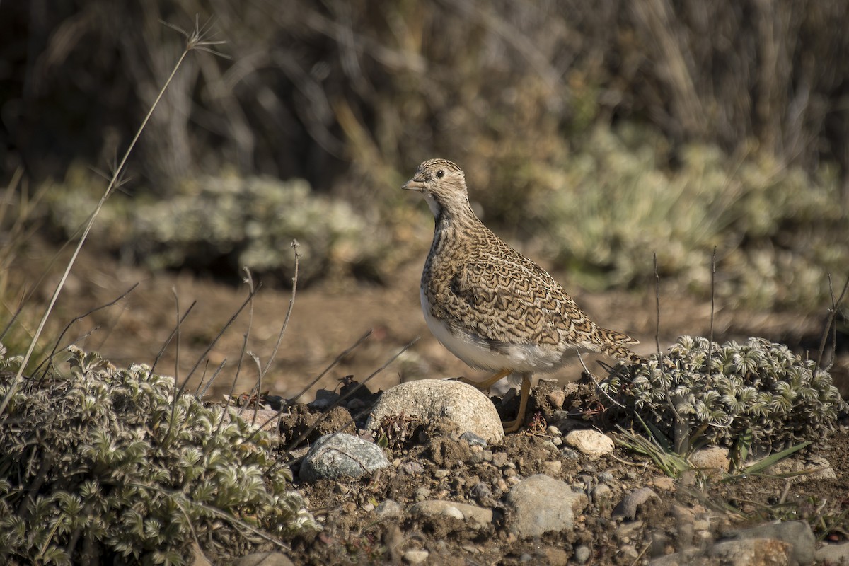 Least Seedsnipe - ML642248423