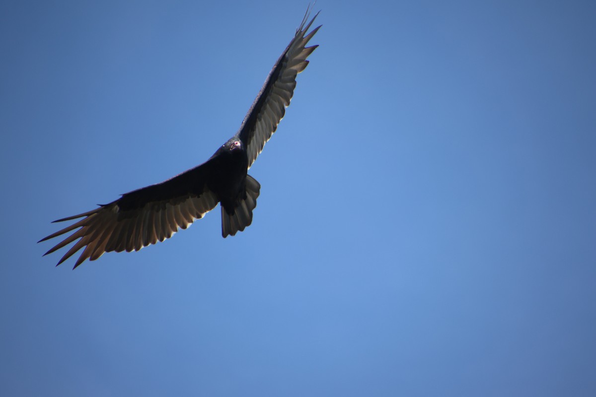 Turkey Vulture - ML642248425
