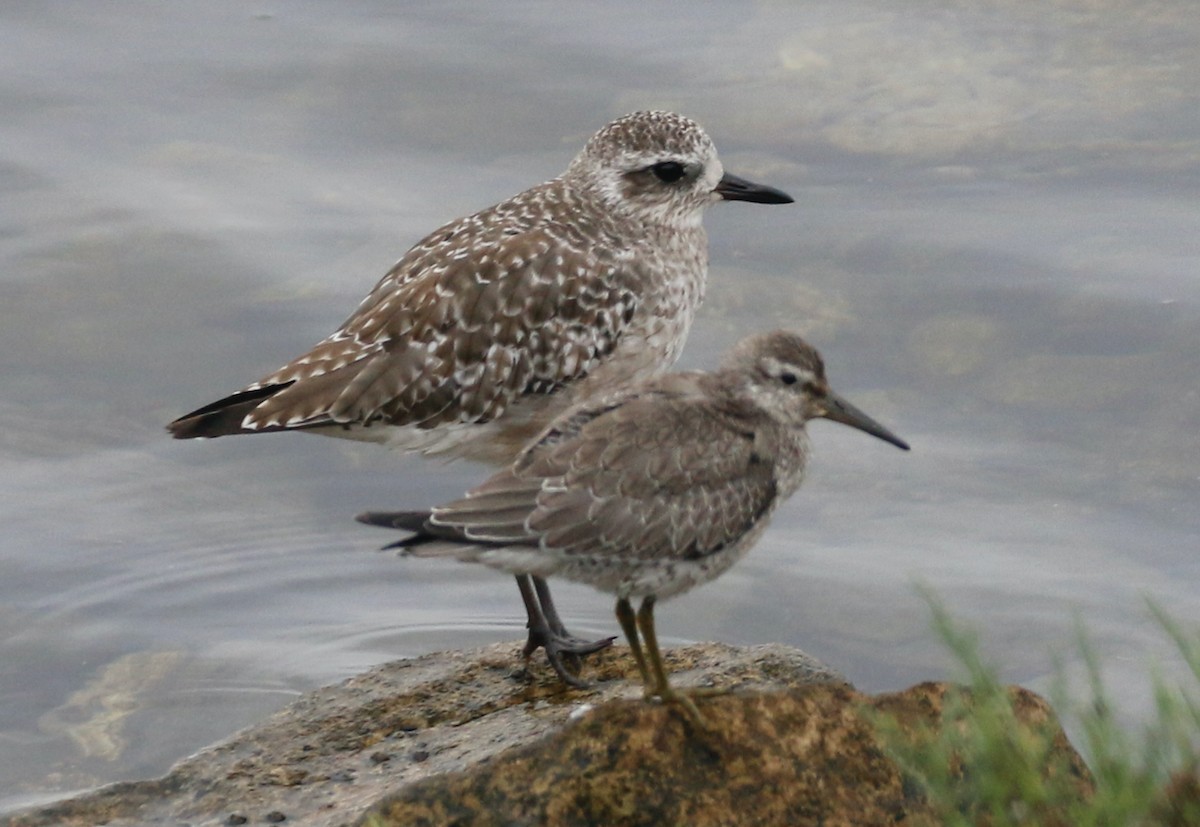 Red Knot - ML642248433