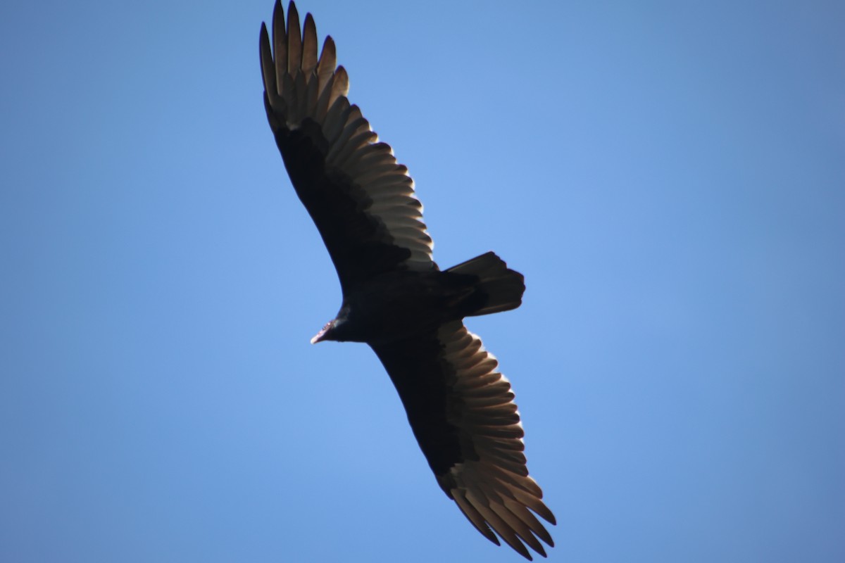 Turkey Vulture - ML642248434