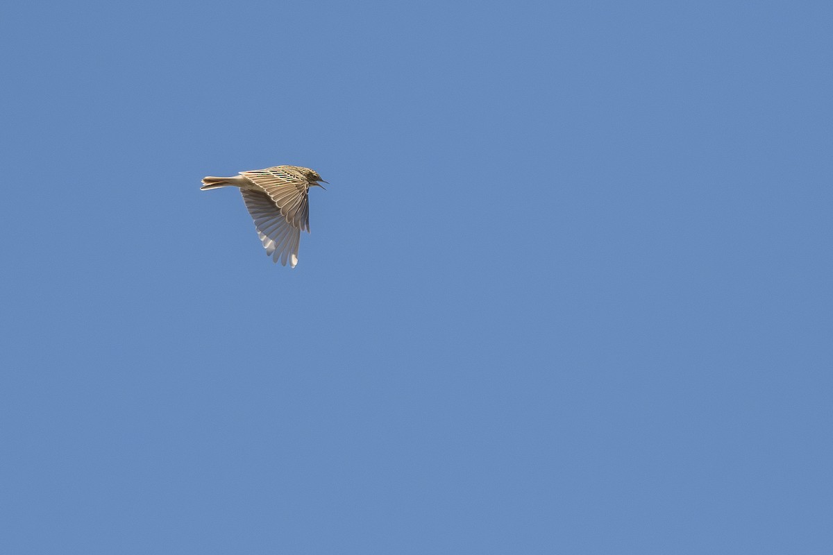 Pipit correndera - ML642248436