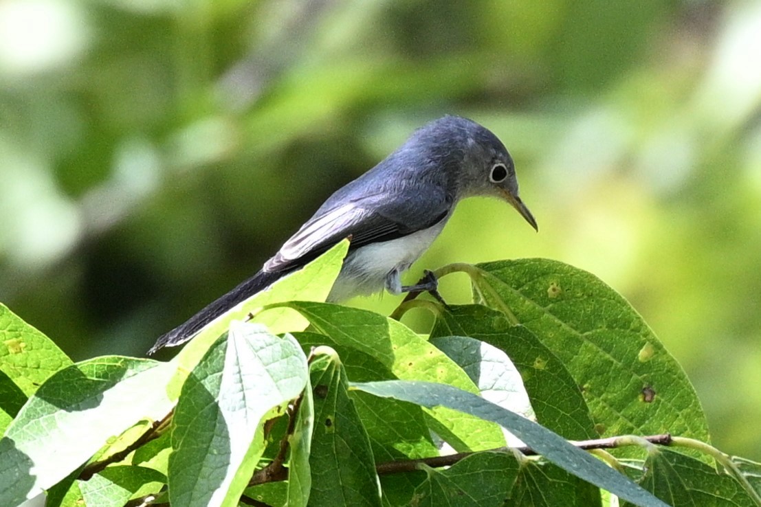 Blue-gray Gnatcatcher - ML642248438