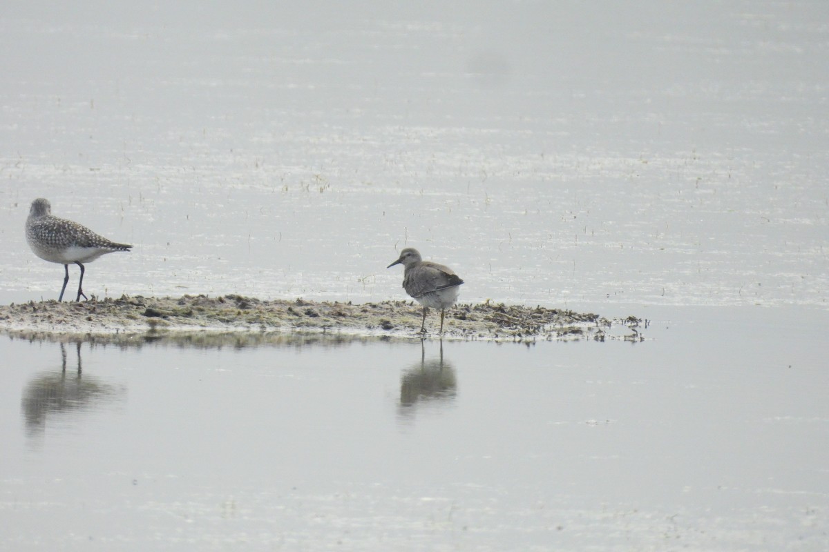 Red Knot - ML642248447