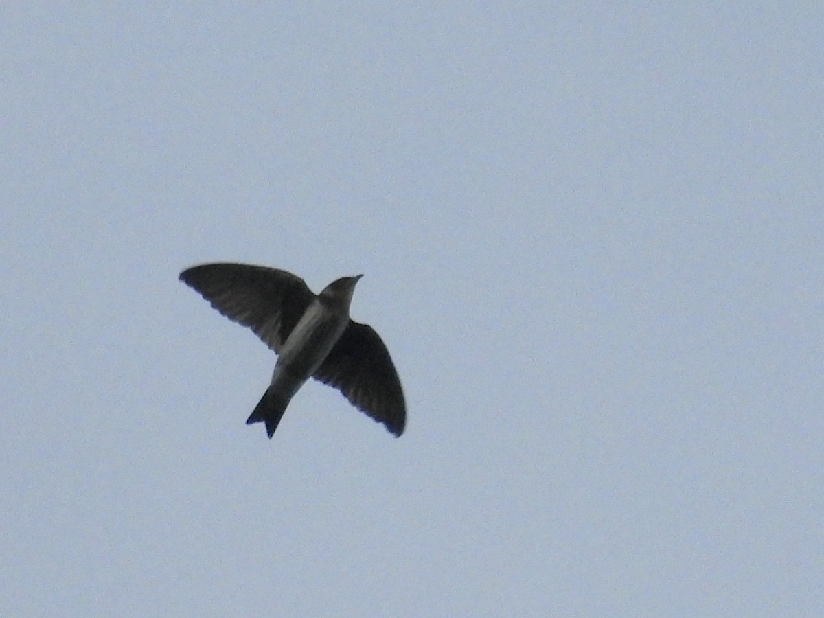 Purple Martin - ML642248450