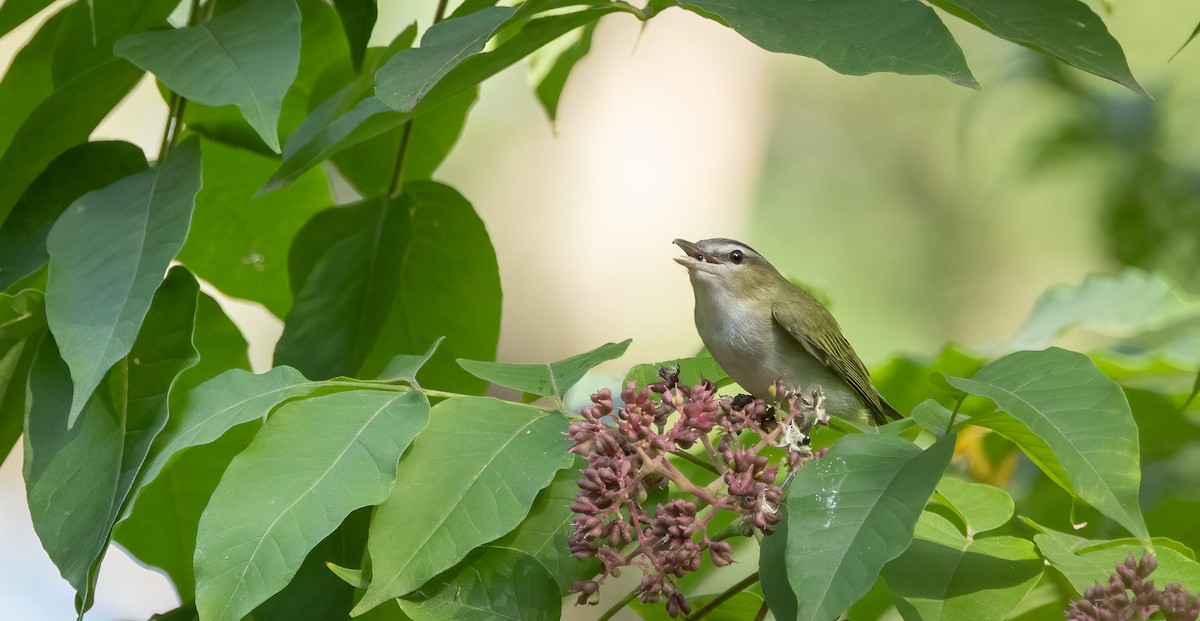 Red-eyed Vireo - ML642248462