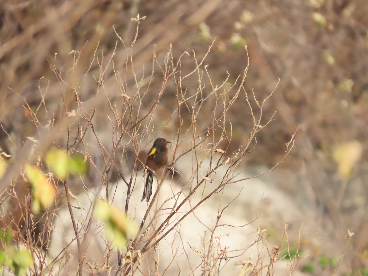 Variable Oriole (Yellow-shouldered) - ML642248501