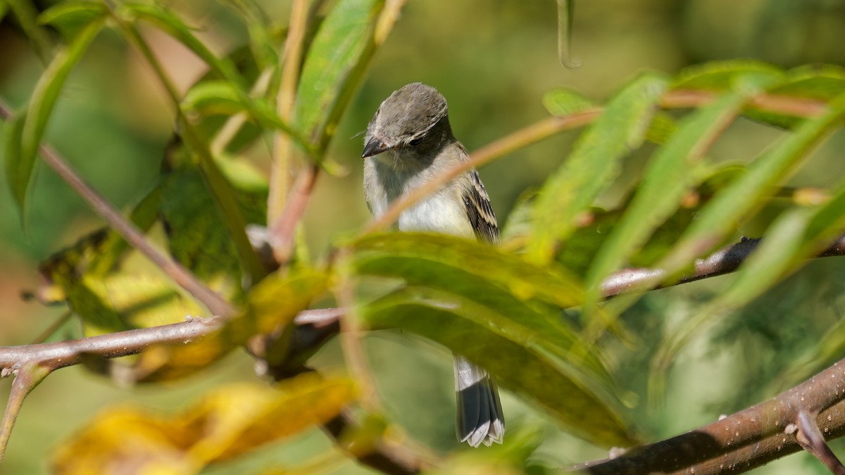 tyranovec malinký - ML642248507