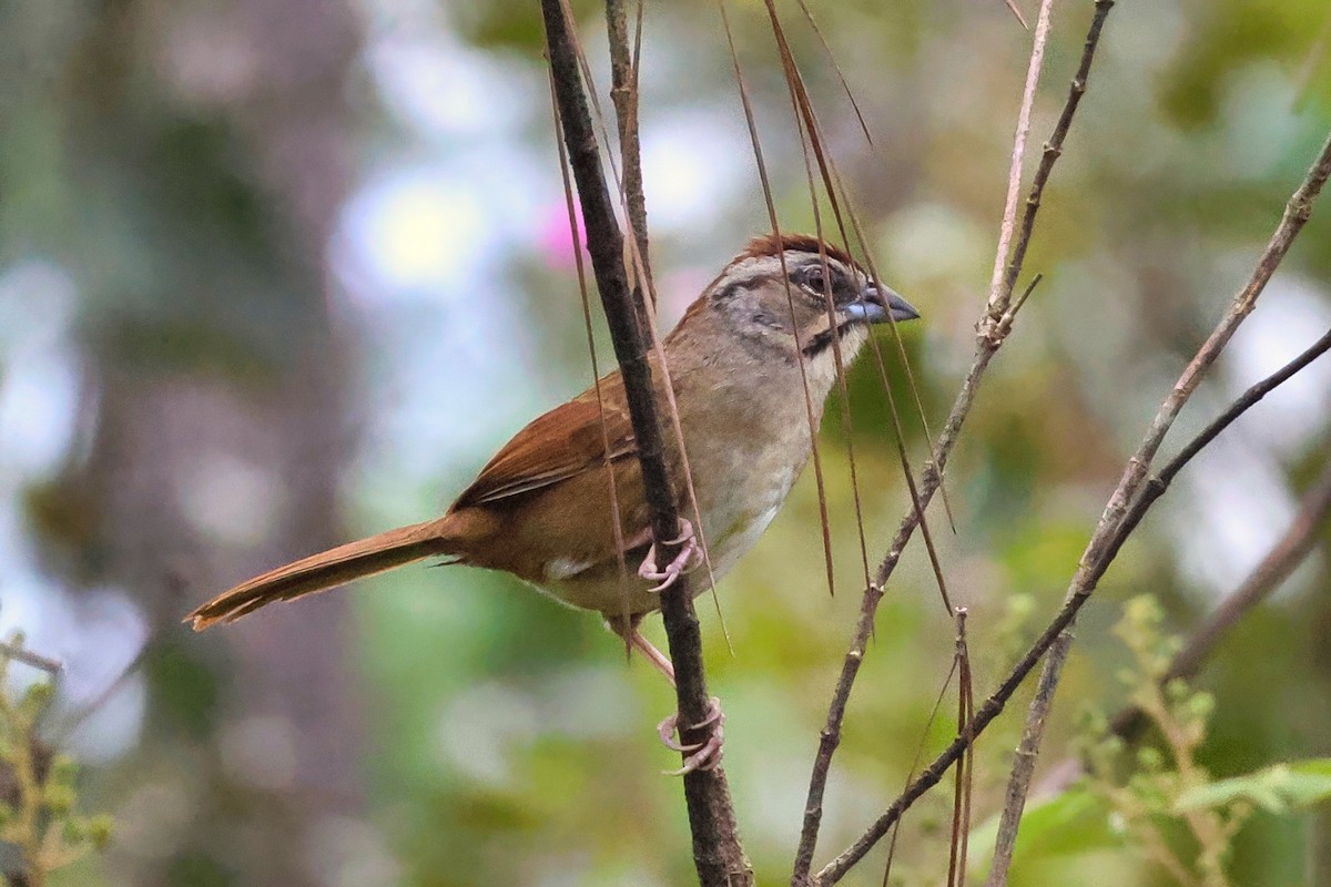 Rusty Sparrow - ML642248521