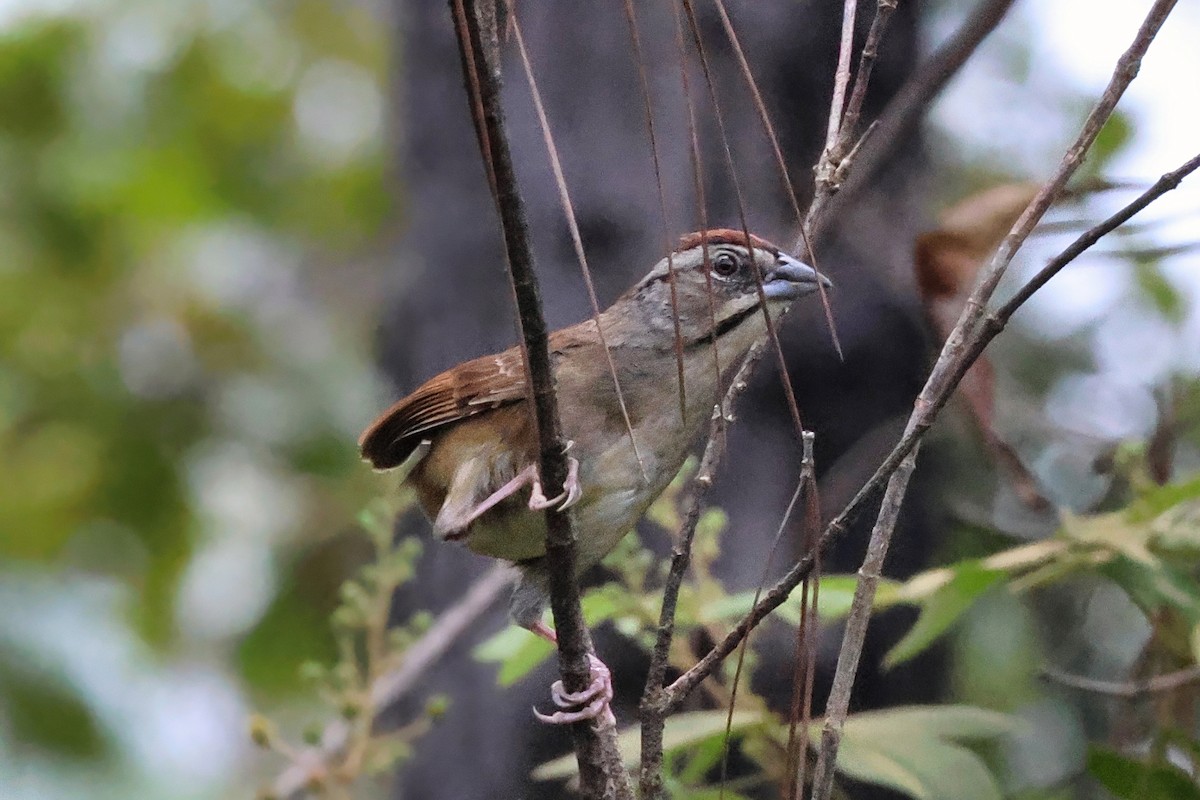 Rusty Sparrow - ML642248522