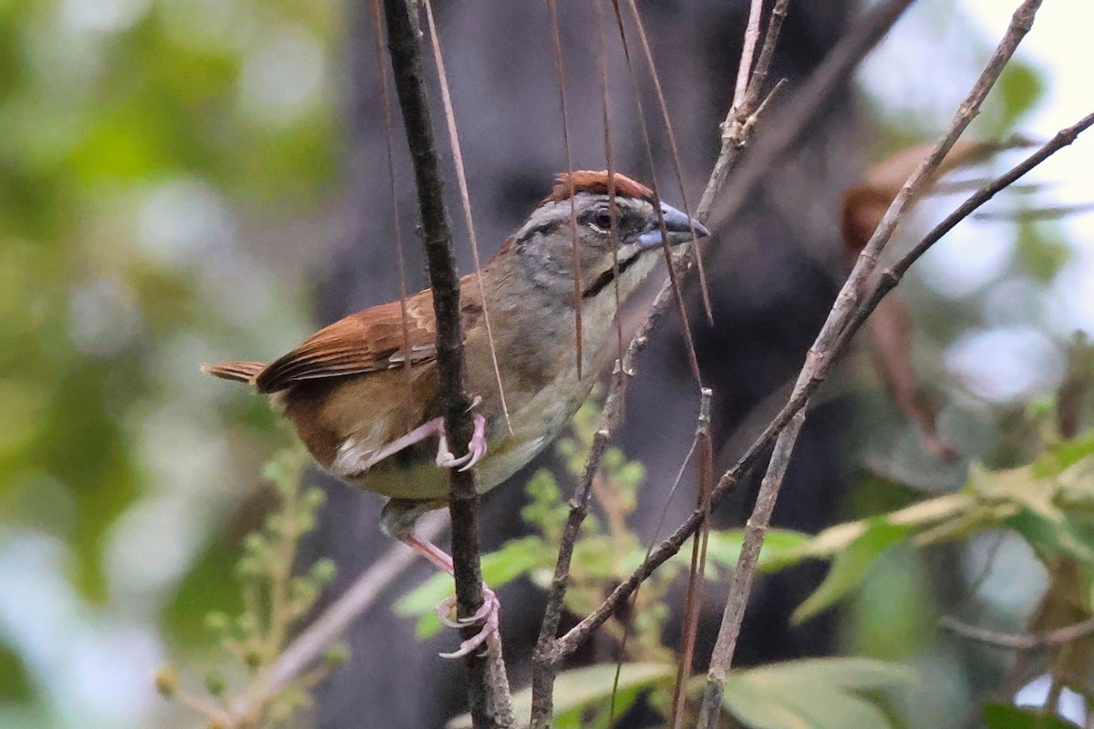 Rusty Sparrow - ML642248523
