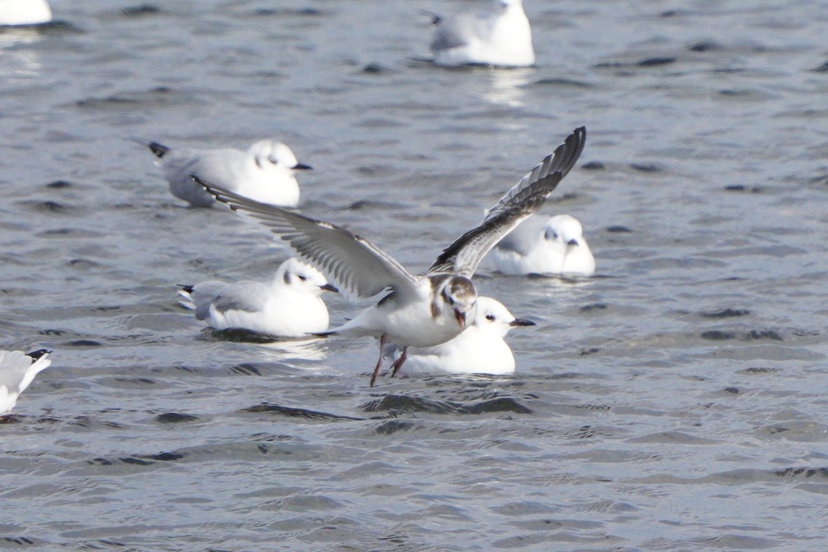 Mouette pygmée - ML642248535
