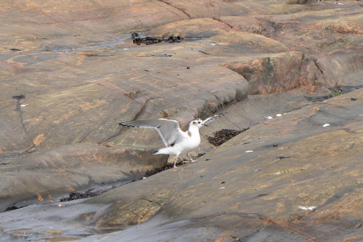 Mouette pygmée - ML642248536