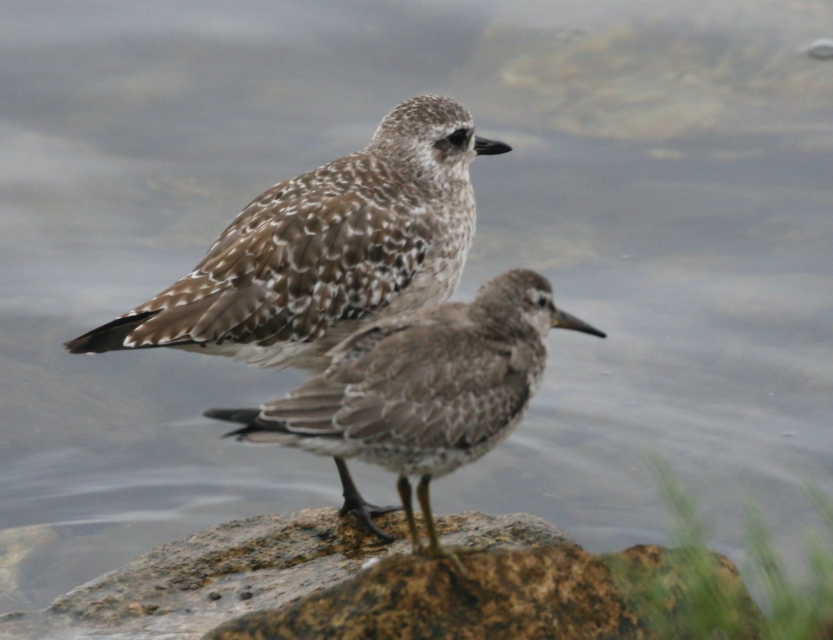 Red Knot - ML642248589