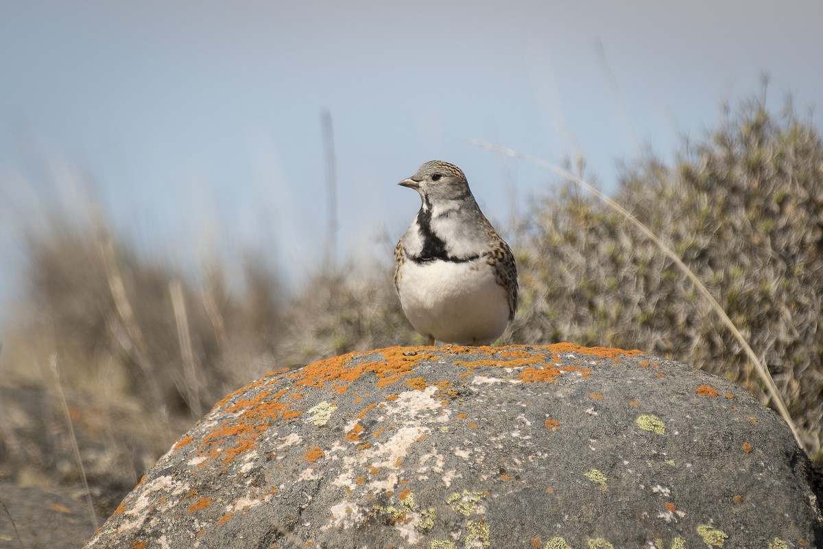 Least Seedsnipe - ML642248601