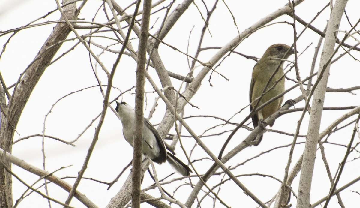 Gobemoucheron tropical (atricapilla) - ML642248606