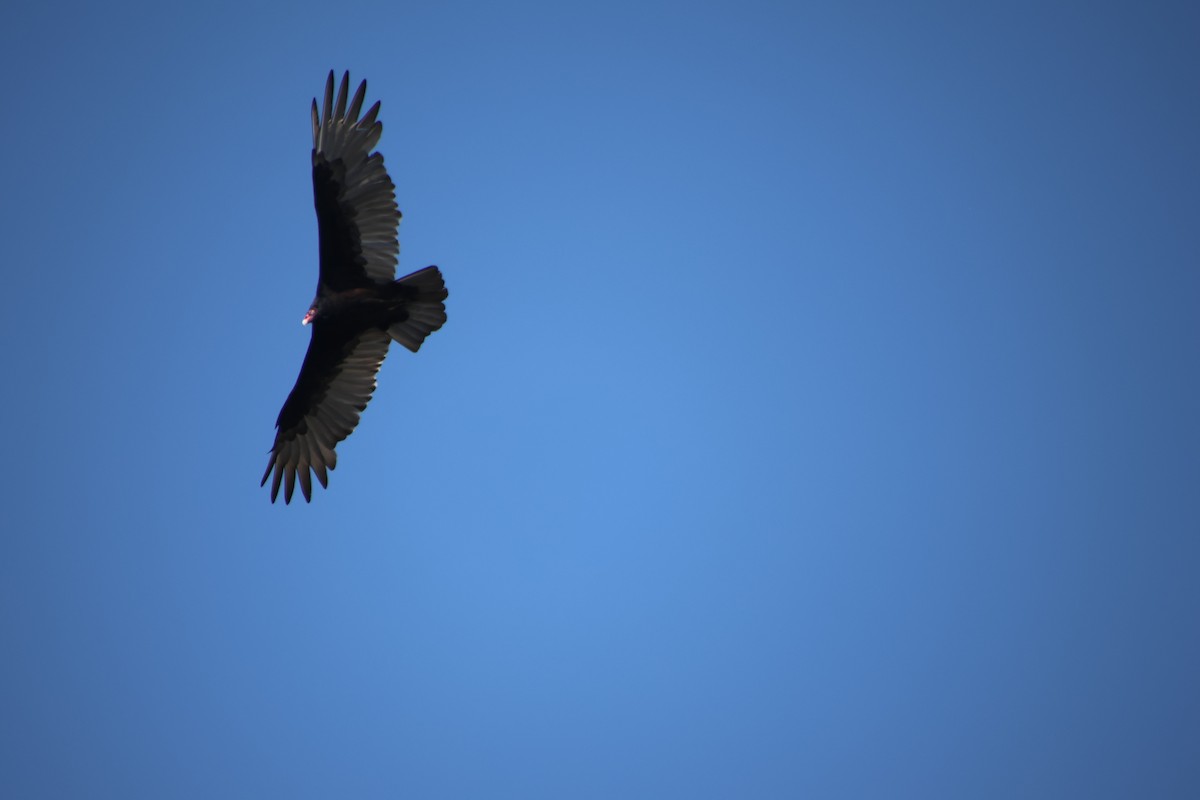 Turkey Vulture - ML642248688