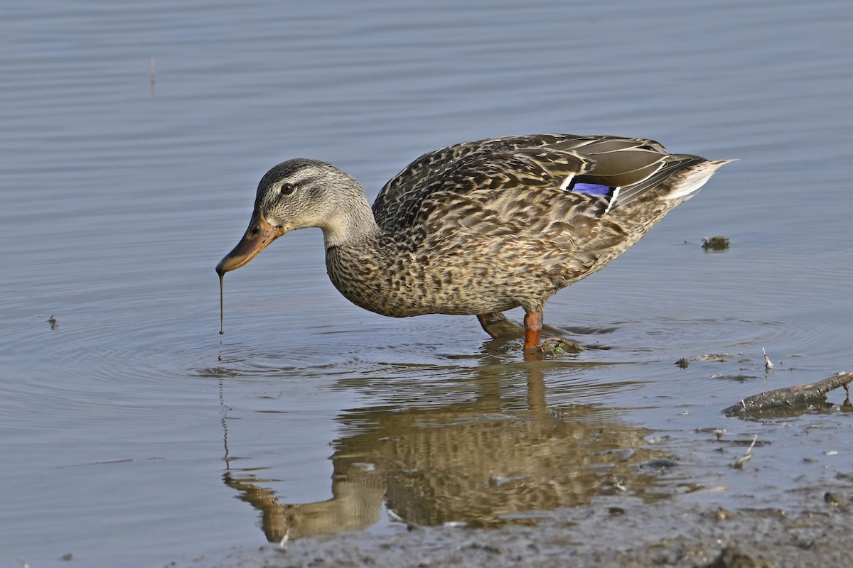 Mallard - ML642248700