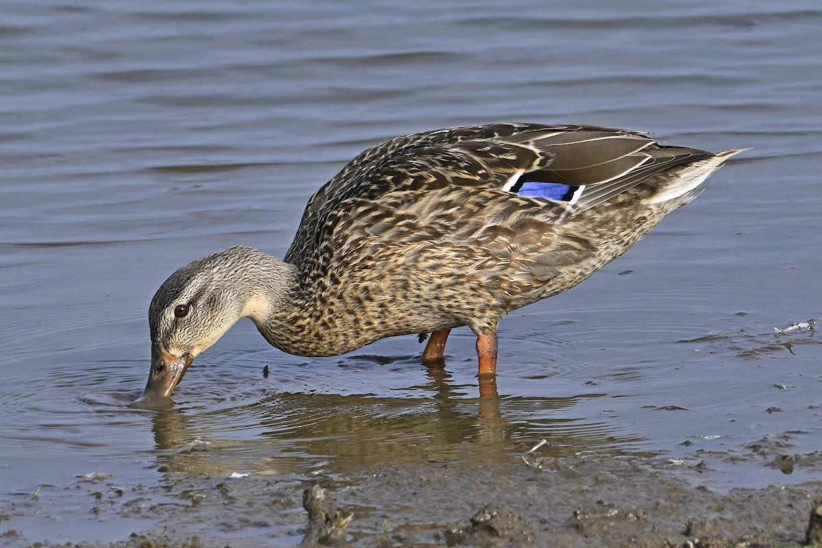Mallard - ML642248704
