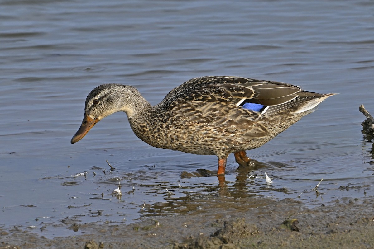 Mallard - ML642248713