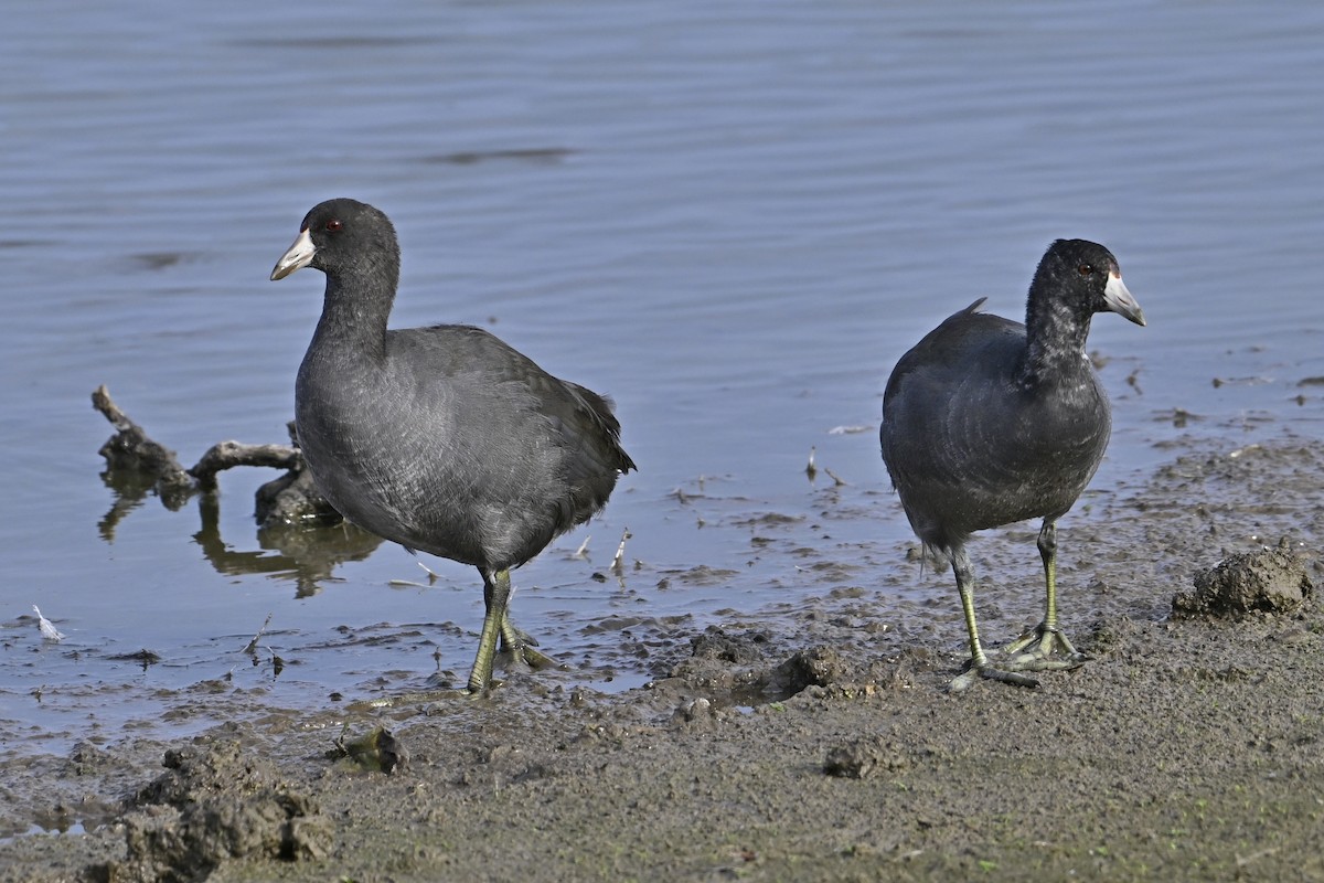 American Coot - ML642248735