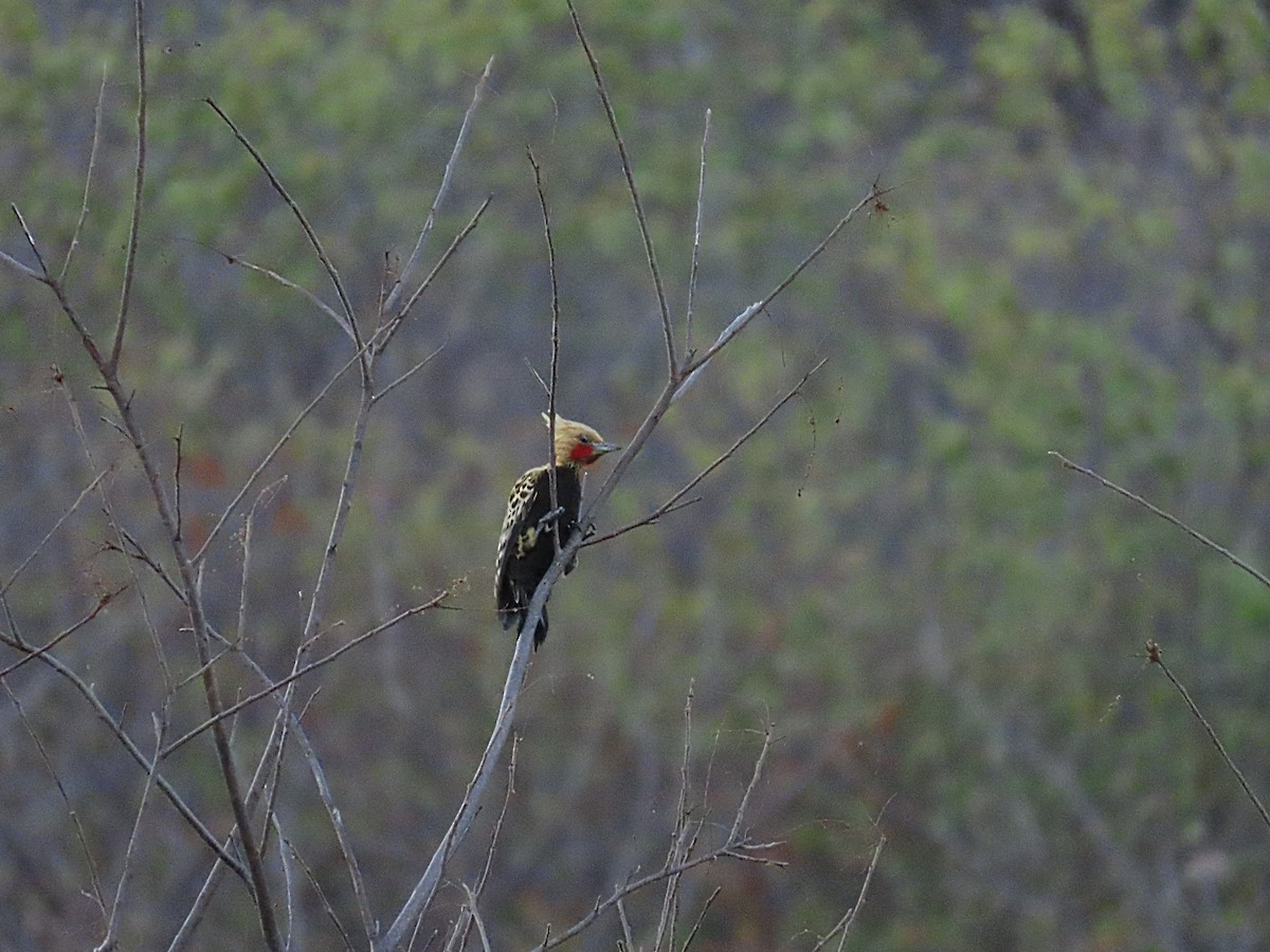 Ochre-backed Woodpecker - ML642248737