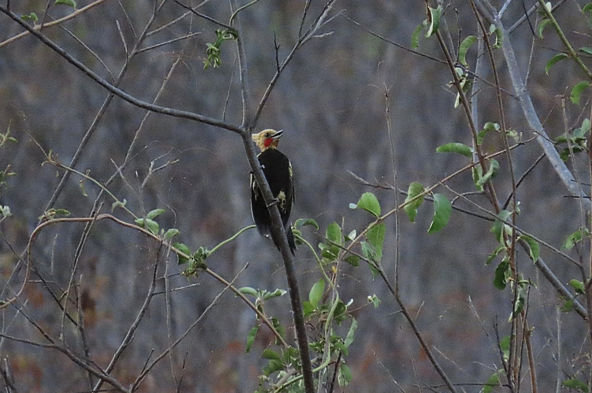 Ochre-backed Woodpecker - ML642248738