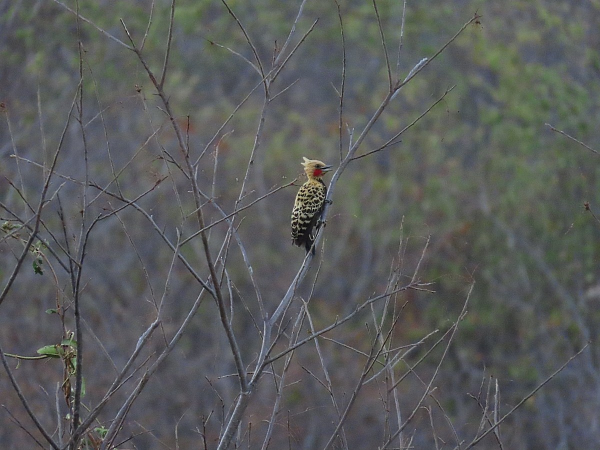 Ochre-backed Woodpecker - ML642248739