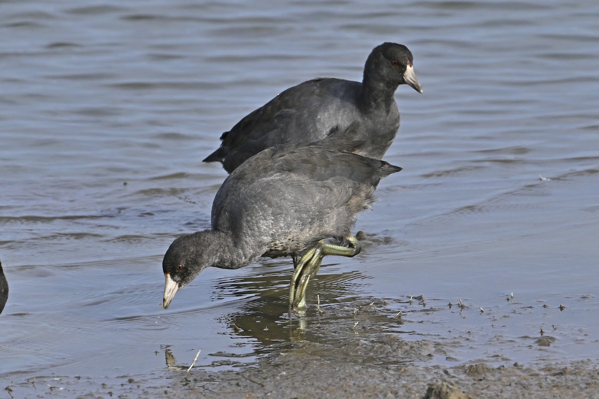 American Coot - ML642248745
