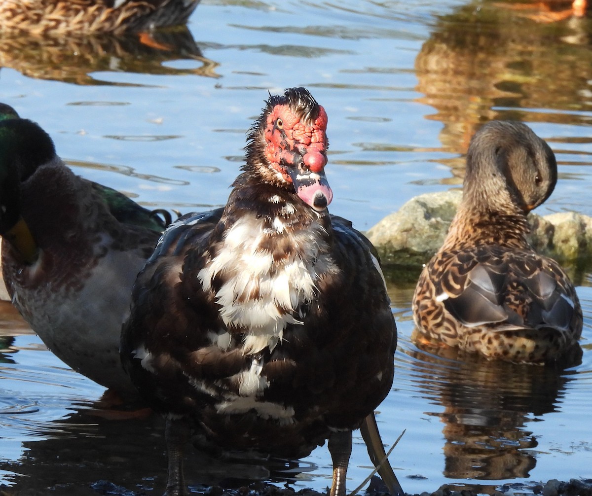 Muscovy Duck (Domestic type) - ML642248749