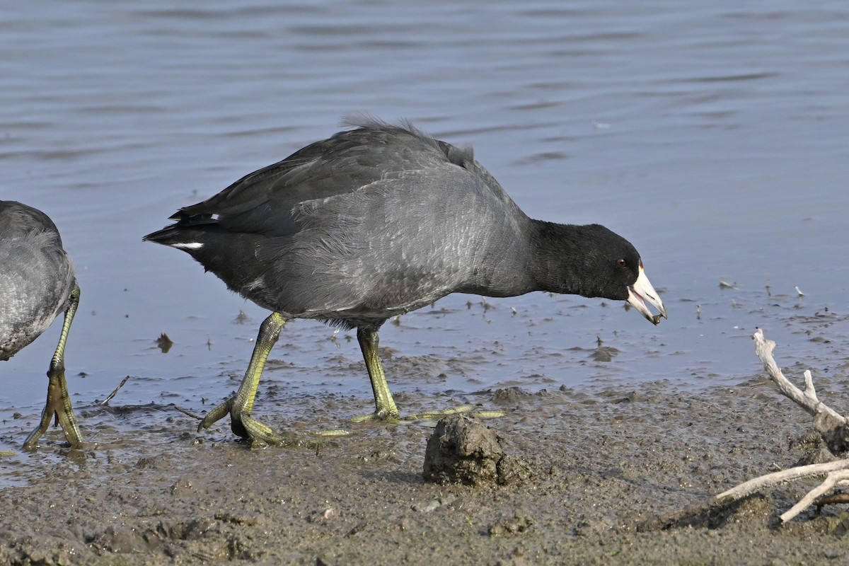 American Coot - ML642248757