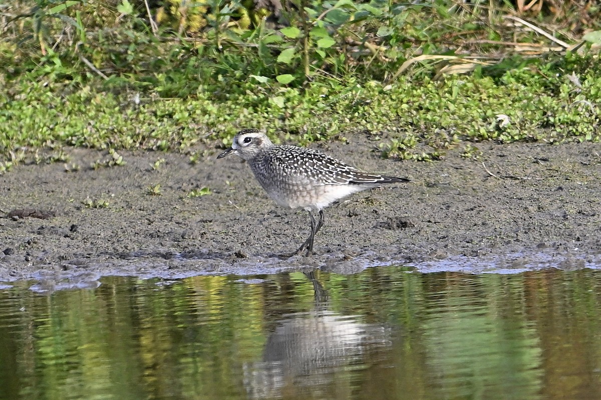 American Golden-Plover - ML642248760