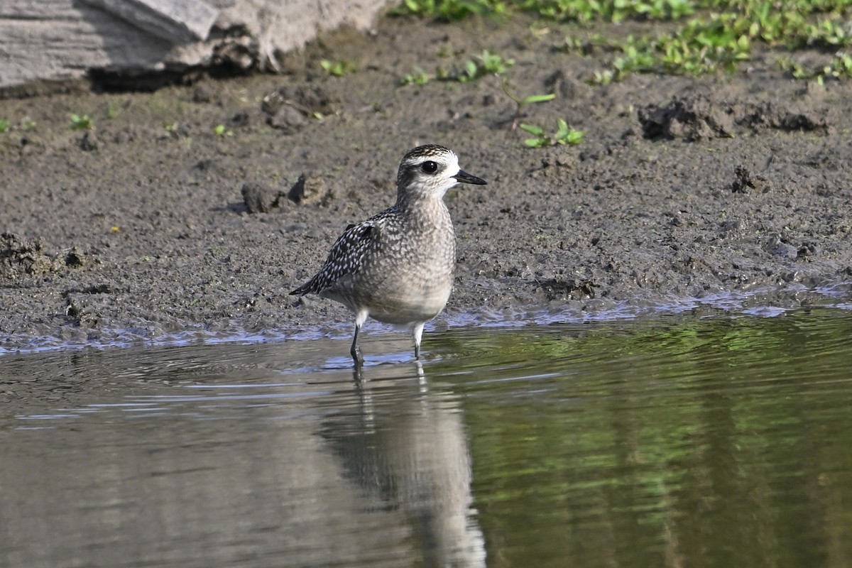 American Golden-Plover - ML642248769