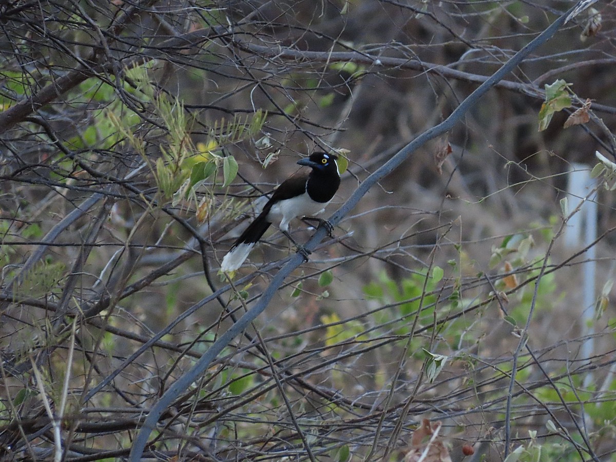 White-naped Jay - ML642248771