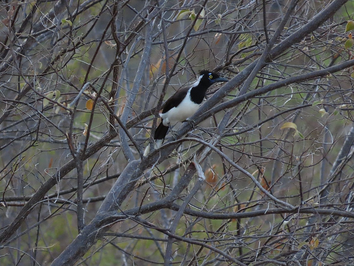 White-naped Jay - ML642248772
