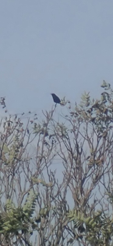 Boat-tailed Grackle - ML642248775