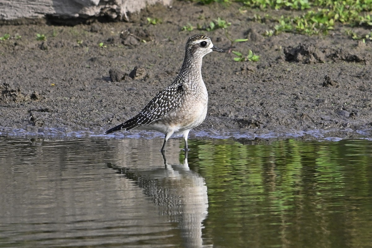American Golden-Plover - ML642248777