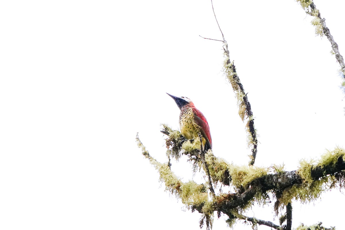 Crimson-mantled Woodpecker (Crimson-mantled) - ML642248792