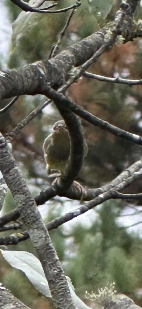 Connecticut Warbler - ML642248804