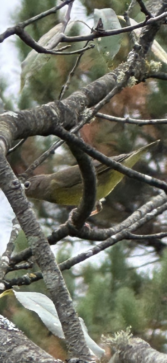 Connecticut Warbler - ML642248805