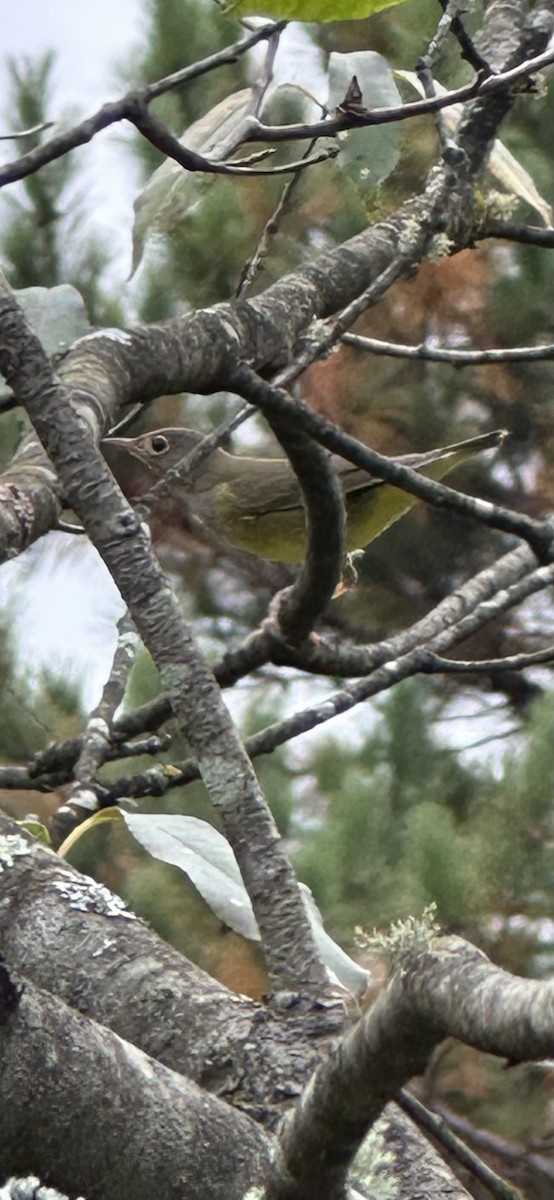 Connecticut Warbler - ML642248806