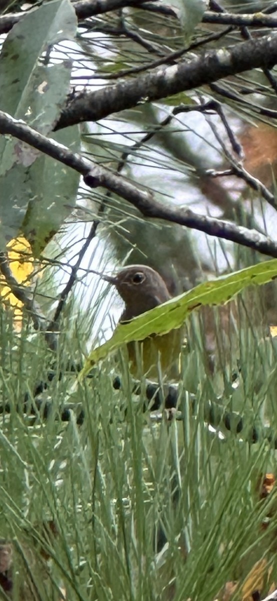 Connecticut Warbler - ML642248807