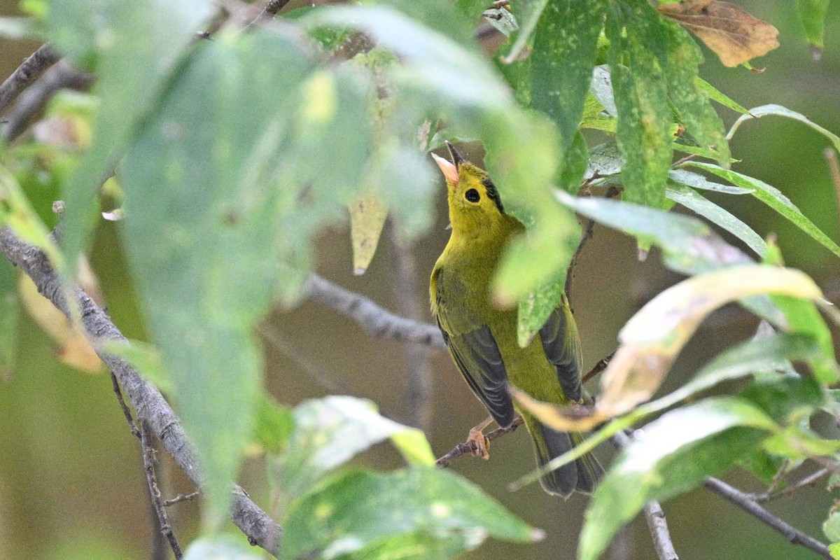 Wilson's Warbler - ML642248808