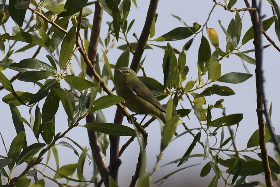 Orange-crowned Warbler - ML642248825