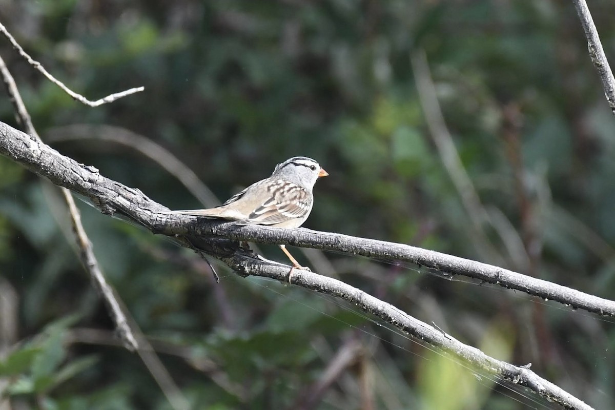 White-crowned Sparrow - ML642248829