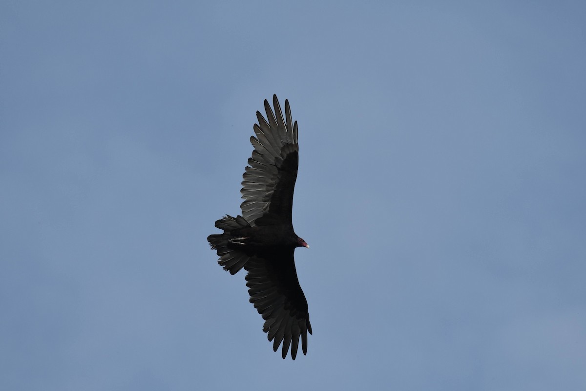 Turkey Vulture - ML642248841