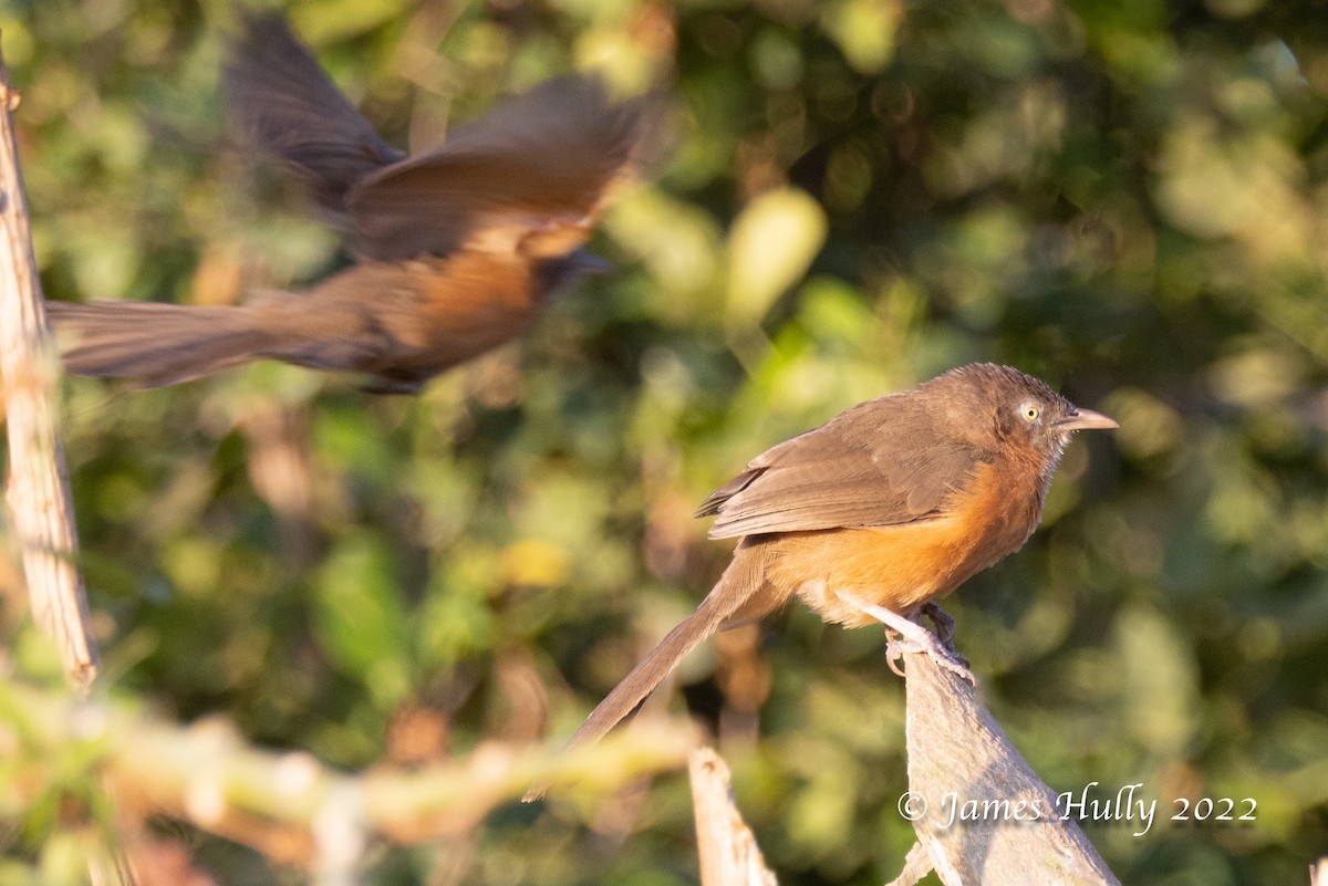 Rufous Chatterer - ML642248848