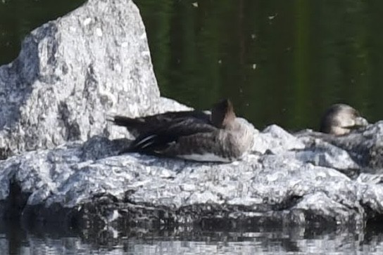 Hooded Merganser - ML642248849