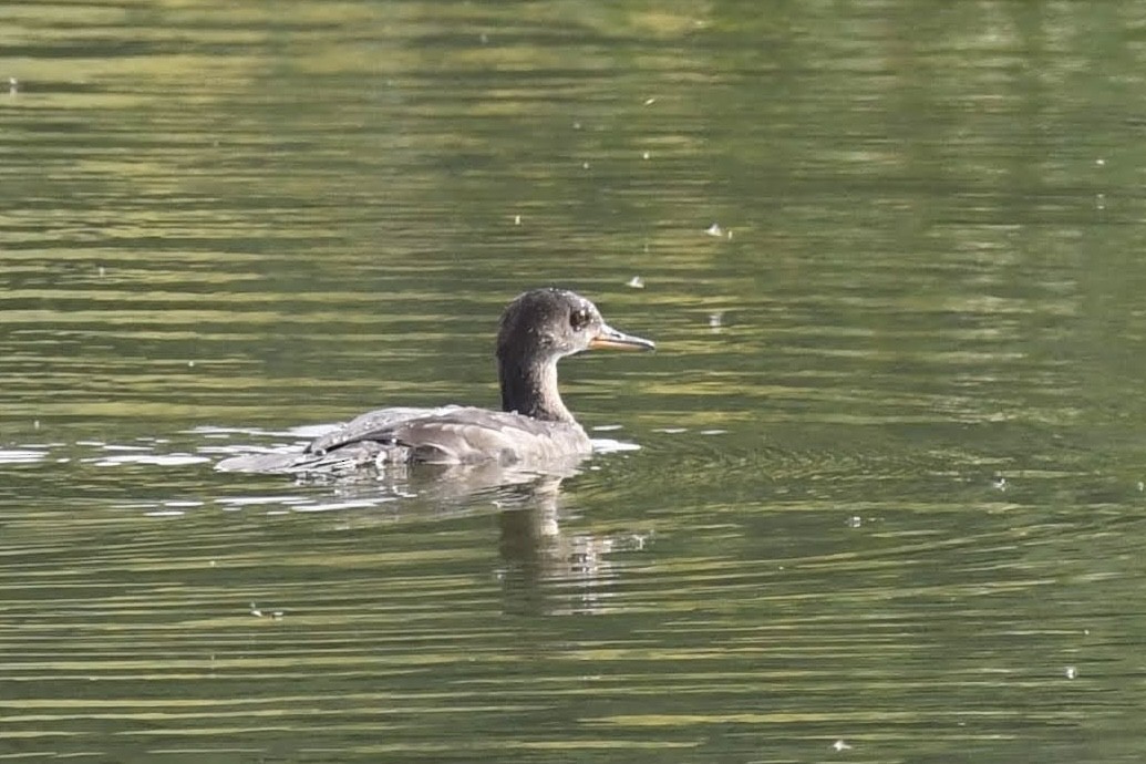 Hooded Merganser - ML642248860
