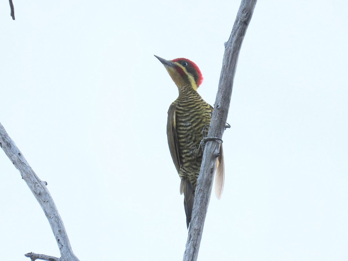 Golden-green Woodpecker - ML642248861