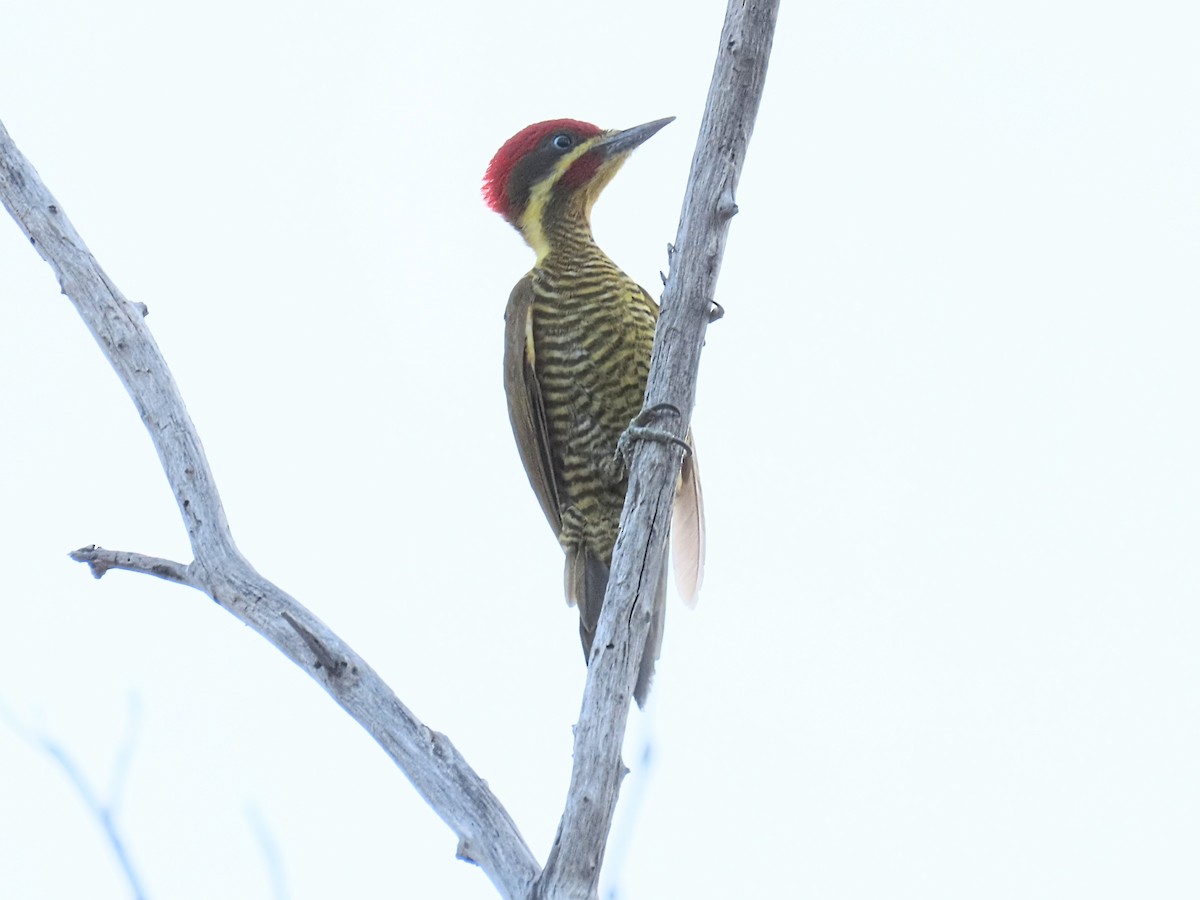 Golden-green Woodpecker - ML642248862